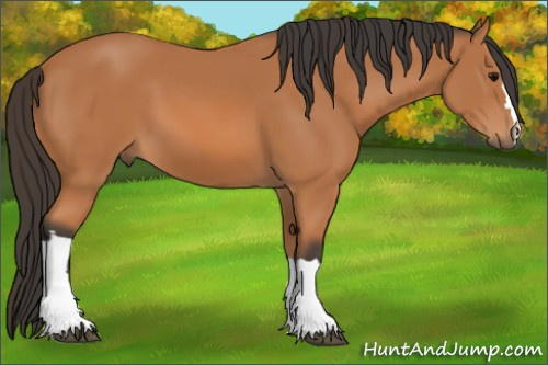 Horse Color: Bay 