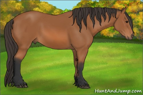 Horse Color: Bay 
