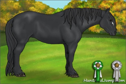 Horse Color: Black 