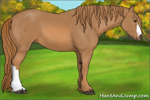 Horse Color: Chestnut 