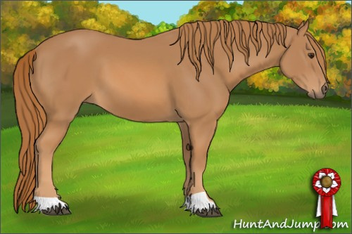 Horse Color: Chestnut 