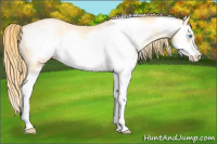 Horse Color:Buckskin Pearl Splash Frame 