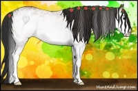 Horse Color:White Spotted Bay Rabicano