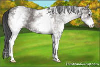 Horse Color:White Spotted Grullo