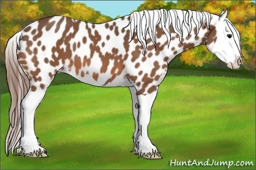 Horse Color:Bay Splash Appaloosa