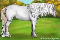 Horse Color:Gold Champagne Sabino Blanket 