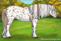 Horse Color:Chestnut Splash Appaloosa 
