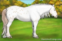 Horse Color:Gold Champagne Appaloosa 