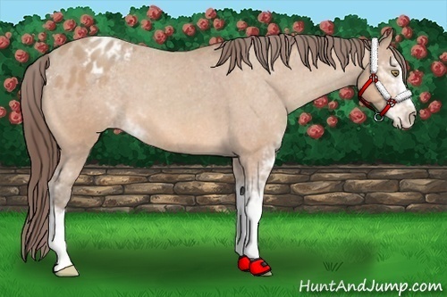 Horse Color: Amber Champagne Sabino Blanket 