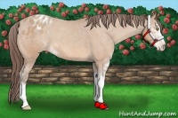 Horse Color:Amber Champagne Sabino Blanket 