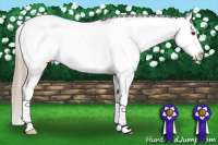 Horse Color:Chestnut Splash Snowcap 