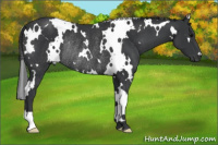 Horse Color:White Spotted Black Rabicano 