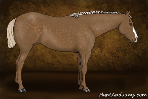 Horse Color: Chocolate Palomino 