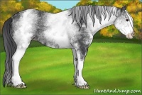 Horse Color:White Spotted Black Rabicano 