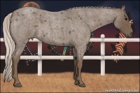 Horse Color:Silver Blue Roan 