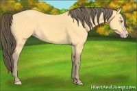 Horse Color:Amber Cream Champagne 