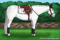 Horse Color:Gray White Spotted Black 