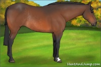 Horse Color:Bay Rabicano 