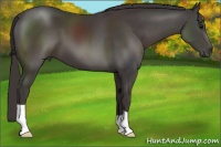 Horse Color:Smoky Black 