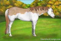 Horse Color:Red Dun Splash Frame