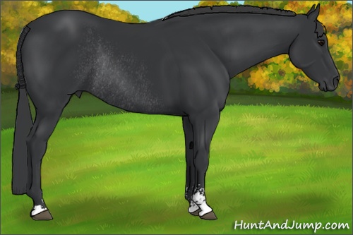 Horse Color: Black Sabino Rabicano 