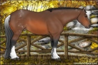 Horse Color:White Spotted Bay 