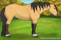 Horse Color:Buckskin Rabicano 