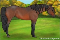 Horse Color:Bay Roan 