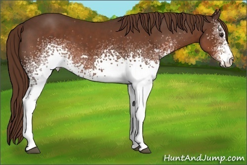 Horse Color: White Spotted Liver Chestnut 