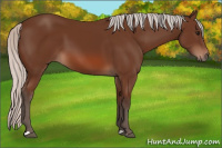 Horse Color:Silver Bay 