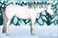 Horse Color:Gray White Spotted Smoky Grullo 