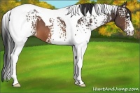 Horse Color:White Spotted Brown Tobiano 