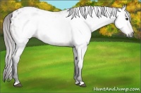 Horse Color:Gray Bay Appaloosa 