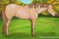 Horse Color:Bay Pearl
