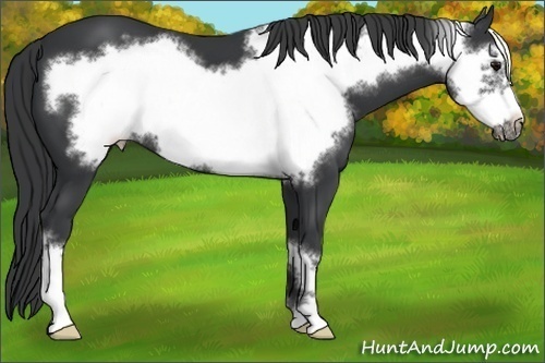 Horse Color: Black Frame 