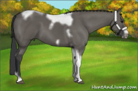 Horse Color:Grullo Tobiano Frame 
