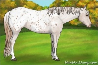 Horse Color:White Spotted Chestnut Appaloosa 
