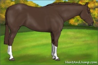 Horse Color:Liver Chestnut 