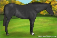 Horse Color:Liver Chestnut Rabicano