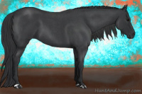 Horse Color:Blue Roan 