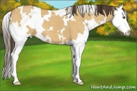 Horse Color:White Spotted Buckskin Dun Splash 