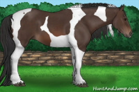Horse Color:Brown Tobiano 