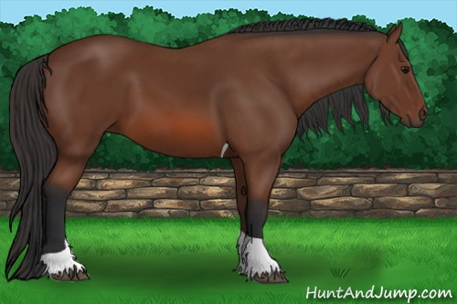Horse Color: Bay Tobiano 