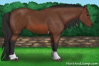 Horse Color:Bay Tobiano 
