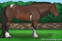 Horse Color:Bay Tobiano 