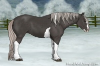 Horse Color:Silver Black Splash Tobiano 
