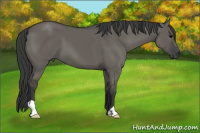 Horse Color:Grullo 