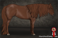Horse Color:Gray Chestnut 