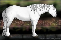 Horse Color:Gray Black 
