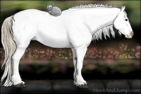 Horse Color:Chestnut Tobiano Blanket 